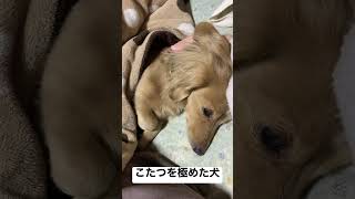 こたつを極めた犬