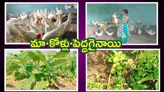 మా కోళ్లు పెద్దగైనాయి🐤#vegetable nursery లా తెచ్చిన tomato,vankaya ఇప్పుడు మంచిగా కాస్తున్నాయి🍅🍆