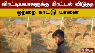 விரட்டியவர்களுக்கு மிரட்டல் விடுத்த ஒற்றை காட்டு யானை | Elephant | PTS