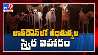 లాక్ డౌన్ లో తీవ్ర సమస్యగా మారిన కుక్కల బెడద, ఆకలితో జనం పై దాడి || Hyderabad - TV9