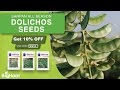 All Season Dolichos Seeds | BigHaat