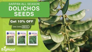 All Season Dolichos Seeds | BigHaat