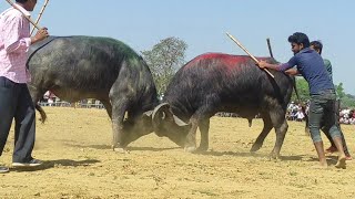 নুতনডি ১ নং কাড়ার লড়াই।  তাপস মাহাত/বনমালী মাহাত।    জয়ী  বনমালী মাহাত 🙂😊🙂😊#tranding #