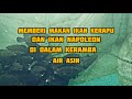 Memberi Makan Ikan Kerapu Dan Ikan Napoleon Dalam Keramba Air Asin #kerapu #ikan #anambas #tarempa