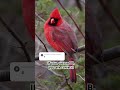 it is indeed the northern cardinal shortsfeed shortsvideo shorts