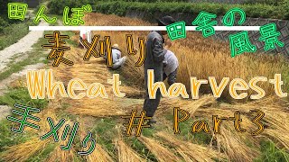 【田舎の日常】麦刈り~Wheat harvest~　Part 3