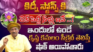 కిడ్నీ స్టోన్స్ కి చెక్ పెట్టే నీళ్లు ఇవే ఇందులో ఉండే కృష్ణ కమలం సీక్రెట్ | Dr.Ravivarma Official