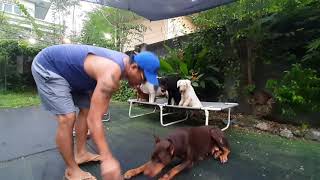 Pinoy Dog Whisperer uses this routine during feeding time