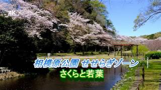 [4K] 相模原公園 せせらぎゾーンの桜吹雪と新緑