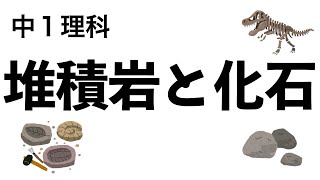 【堆積岩と化石】5分で地層の分野の暗記事項をおさらいしよう！！〔現役塾講師解説、中学理科1年〕