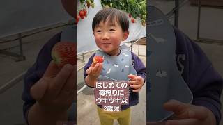 『はじめてのいちご狩り🍓』2歳8ヵ月　  #いちご狩り #cute #2歳児