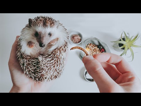 When should you stop feeding hedgehogs?
