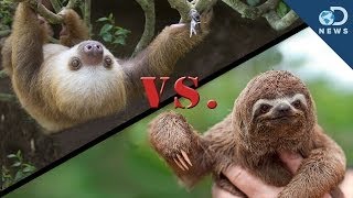 Why Are There 2-Toed and 3-Toed Sloths?