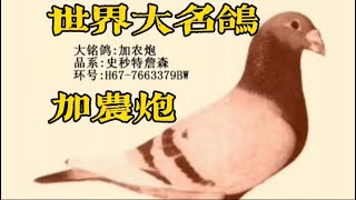 【加农炮】聊聊世界大名鸽加农炮本尊