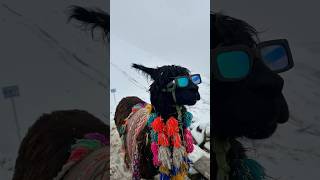 PART 2 climbing RAINBOW mountain 🌈🏔️ 🦙#twins #travel #peru #cusco #rainbowmountain #andes #llama