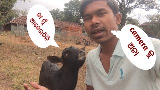 ମୁଁ ଆଜି ଆମ ଛେଳି ସହିତ video କଲି ,|| Mr.HemaBeast