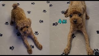 [4K ENG CC] Shaved Toy Poodle Waldo