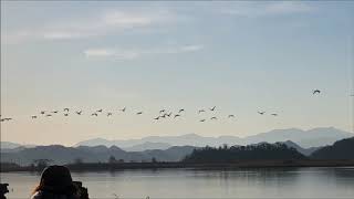 米子水鳥公園から北へ帰る白鳥2019.3.9.7.40