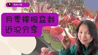 裸根苗盆栽，成功率百分百，沒問題！