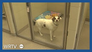 Humane Society seeks emergency fosters after heating failure in 2 kennels