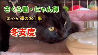 にゃん禅のお仕事 猫…そしてそれぞれの冬支度