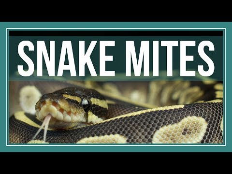 How to Completely Get Rid of Snake Mites How to Completely Get Rid of Snake Mites