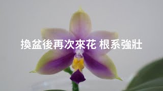 原生種蝴蝶蘭 Phal. violacea (var. coerulea) 換盆後再次來花!! 根系強壯 | 養護技巧 | 蘭花種植