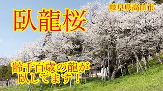 桜の動画＃２０　臥龍桜　岐阜県高山市