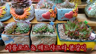 붉게 물드는 잎장의 레드샤크라 \u0026 다부댁 최애 다육이 샤를로즈 분갈이해요~ : 군생이  쌍두로 분리가 되었어요~ 이렇게 된거, 따로 심어줍니다~