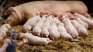 How to start your pig farm