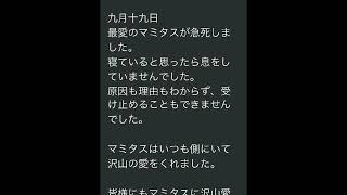 しょこたんの愛猫、マミタスが急死！！