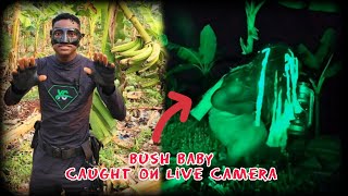 Searching For Bush Baby At Night