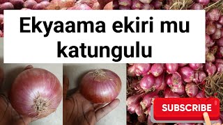 Tosubwa emigaso egiri mu katungulu @SSENGABIROOTONEDDAGALA