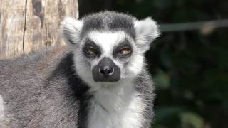 ワオキツネザル (上野動物園) 2017年10月1日