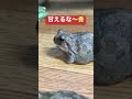 怒りで鳴きわめくもぐらを叱咤する豆太郎！ fighting spirit frog