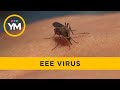 What is Eastern Equine Encephalitis (EEE) Virus? | Your Morning