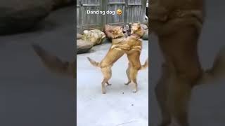 Funny dog dance ever 😁 animals compilation video #shorts #viral #cat #dog #fyp