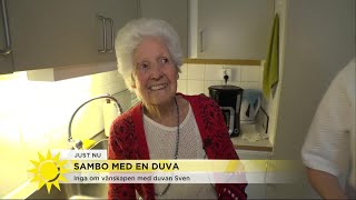 Inga är sambo med en duva - Nyhetsmorgon (TV4)