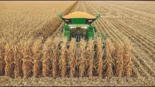 Harvesting more corn