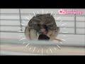 キンカチョウの巣作りが必死で可愛くて感動｜パイド・オス u0026ノーマル・メス zebra finch builds a nest.video動画1078