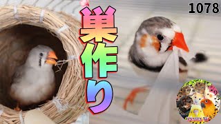 キンカチョウの巣作りが必死で可愛くて感動｜パイド・オス\u0026ノーマル・メス Zebra finch builds a nest.video動画1078