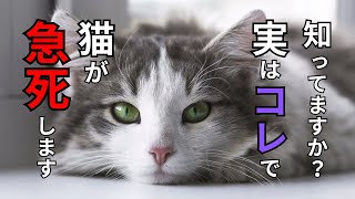 【猫を飼う人必見】9割の飼い主が知らない！猫が突然死する原因とその対策【知らないと危険】