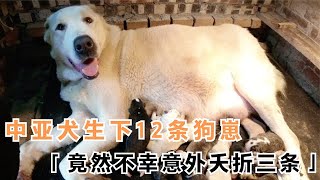 中亚犬生下12条狗崽，竟然不幸意外夭折三条，看看到底咋回事？