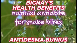 BIGNAY TEA HEALTH BENEFITS