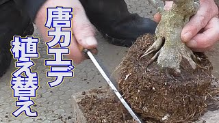 唐カエデの植え替え