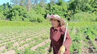 上午蛋妈除草，大姑父还钓了很多鱼