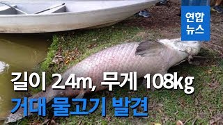 코타키나발루 인근 호수서 '거대 물고기' 발견…무게 108kg / 연합뉴스 (Yonhapnews)