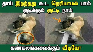 கண்ணீரை அடக்கிக்கொண்டு இந்த வீடீயோவை பாருங்க | Tamil News Latest Seithigal