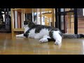 満福寺　お寺の中でゆったりとくつろぐ寺ねこ“べんけい”ちゃん