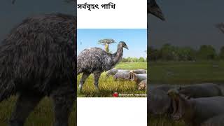 পৃথিবীর মধ্যে সর্ববৃহৎ একমাত্র পাখি | পৃথিবীর একমাত্র বিলুপ্ত পাখি | bird in the world info |#birds